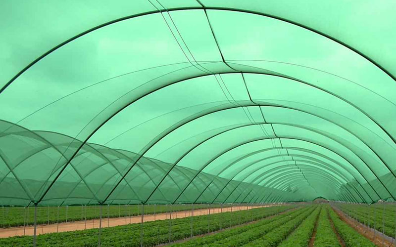 Shade Net